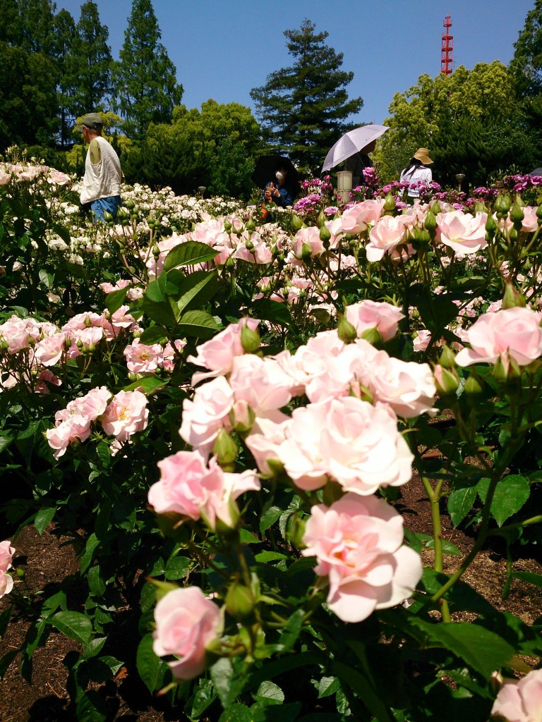 靭公園バラ園