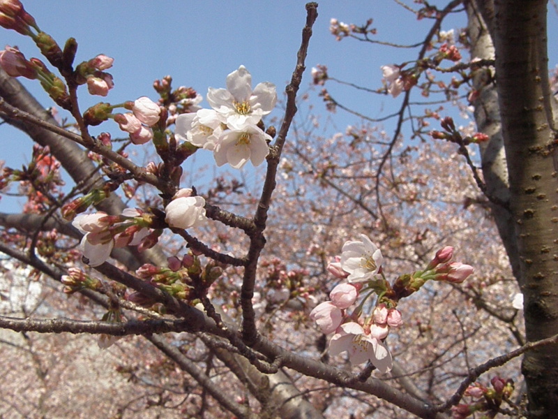 靭公園　桜